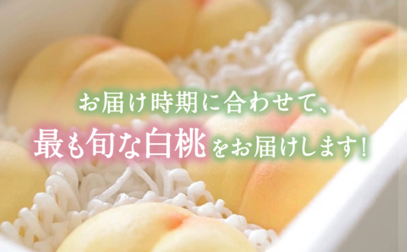 桃 【2026年 先行予約】 晴れの国 おかやま の 白桃 2kg(5玉～7玉) もも モモ 岡山県産 国産 フルーツ 果物 ギフト