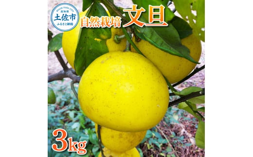 自然栽培文旦3kg 3キロ L～3Lサイズ