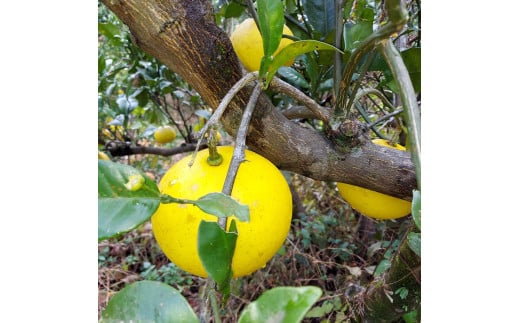 自然栽培文旦3kg 3キロ L～3Lサイズ