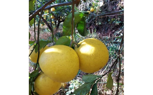 自然栽培文旦3kg 3キロ L～3Lサイズ