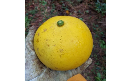 自然栽培文旦3kg 3キロ L～3Lサイズ