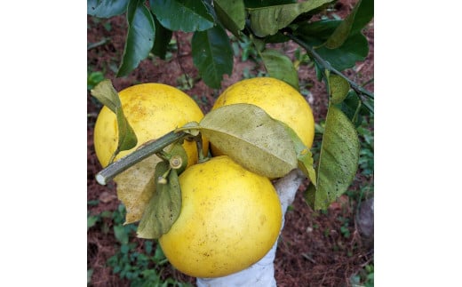 自然栽培文旦3kg 3キロ L～3Lサイズ