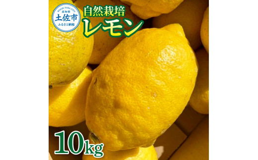 自然栽培レモン10kg