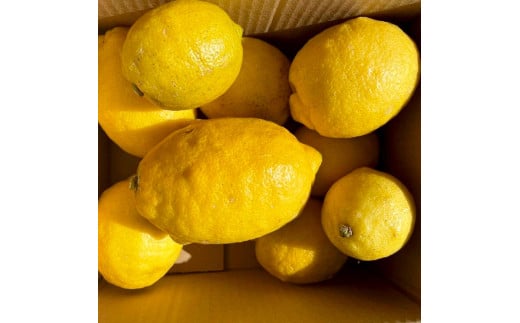 自然栽培レモン3kg