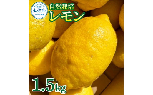 自然栽培レモン1.5kg
