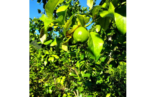 自然栽培レモン1.5kg