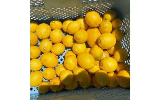 自然栽培レモン1kg