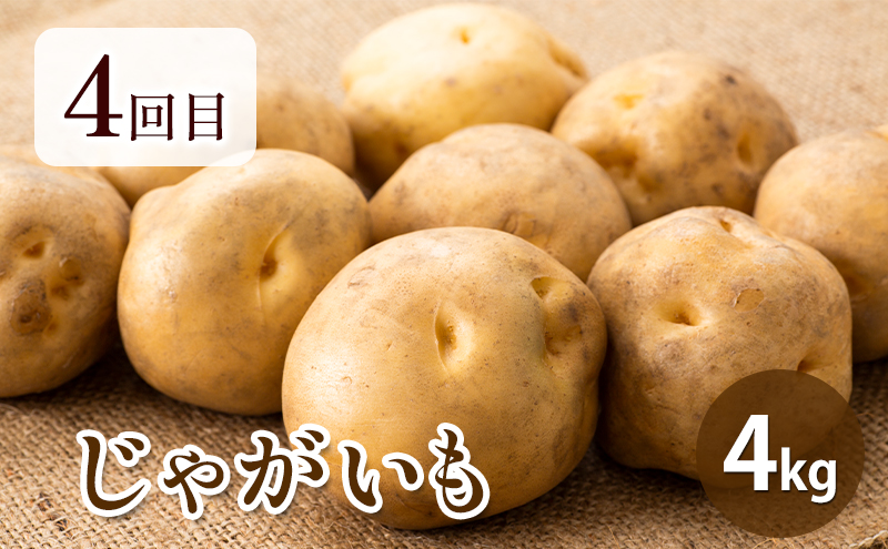 【2026年春～秋発送】北海道 定期便 4ヵ月 連続 全4回 ふらの産野菜セット富良野市 野菜 新鮮 直送 アスパラ とうもろこし ミニトマト ほれまる さくら じゃがいも 男爵 道産 ふらの 送料無料 数量限定 先着順