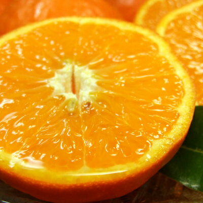 V7418_セミノール オレンジ 約2.8kg 和歌山県有田産 春みかん (果実サイズおまかせ) 春柑橘 紀伊国屋文左衛門本舗