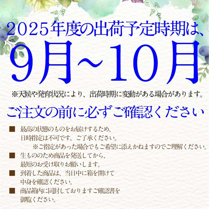 2025年予約受付中【2回 定期便】 プレミアムシャインマスカット晴王 1房約700g 人気 岡山県産 赤秀品 種無し 皮ごと食べる みずみずしい 9月・10月にお届け ハレノフルーツ