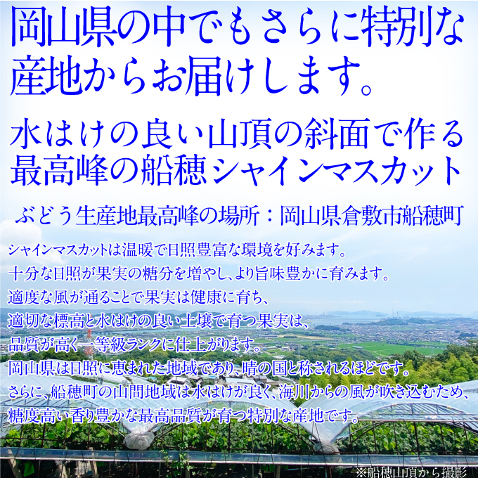 2026年先行予約【2回定期便】 プレミアムシャインマスカット晴王 2房約1.4kg 人気 岡山県産 赤秀品 種無し 皮ごと食べる みずみずしい9月10月お届け ハレノフルーツ