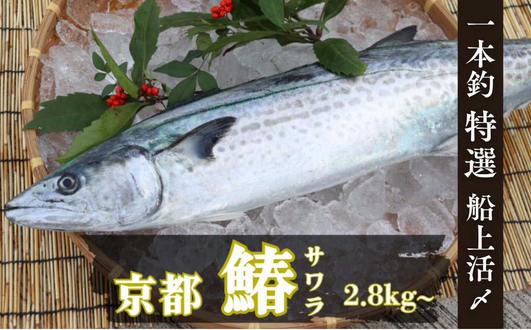 一本釣「特選船上活〆サワラ」京都宮津