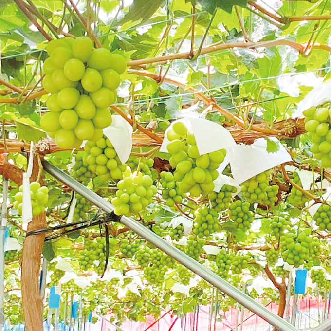 2026年予約受付中 シャインマスカット晴王1房 約700g 7月～8月出荷 人気 岡山県産 種無し 皮ごと食べる みずみずしい フレッシュ 晴れの国 おかやま 果物大国 ハレノフルーツ