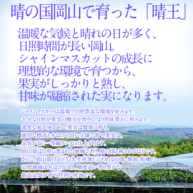 2026年予約受付中 シャインマスカット晴王2房 約1.4kg 7月～8月出荷 人気 岡山県産 種無し 皮ごと食べる みずみずしい フレッシュ 晴れの国 おかやま 果物大国 ハレノフルーツ