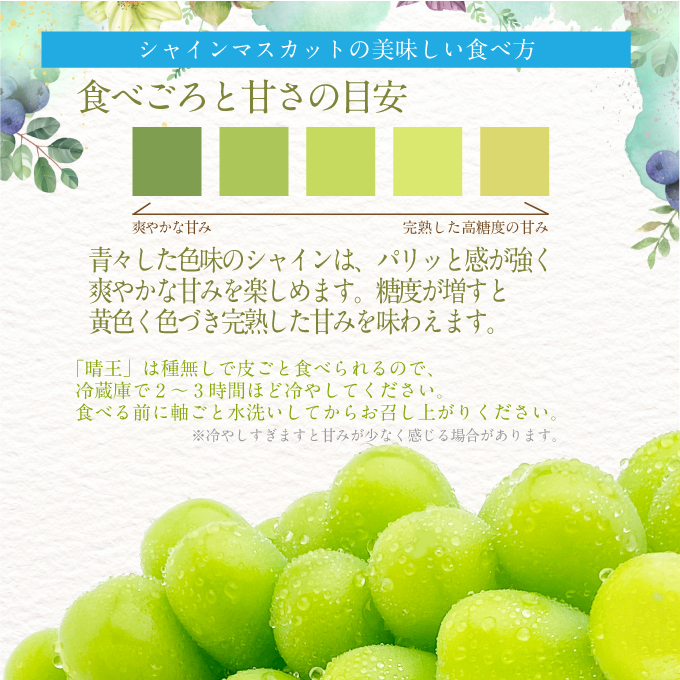 2026年 先行予約受付中 シャインマスカット晴王 2房 約1.3kg 岡山県産 種無し 皮ごと食べる みずみずしい 甘い フレッシュ 瀬戸内 晴れの国 おかやま 果物大国 ハレノフルーツ