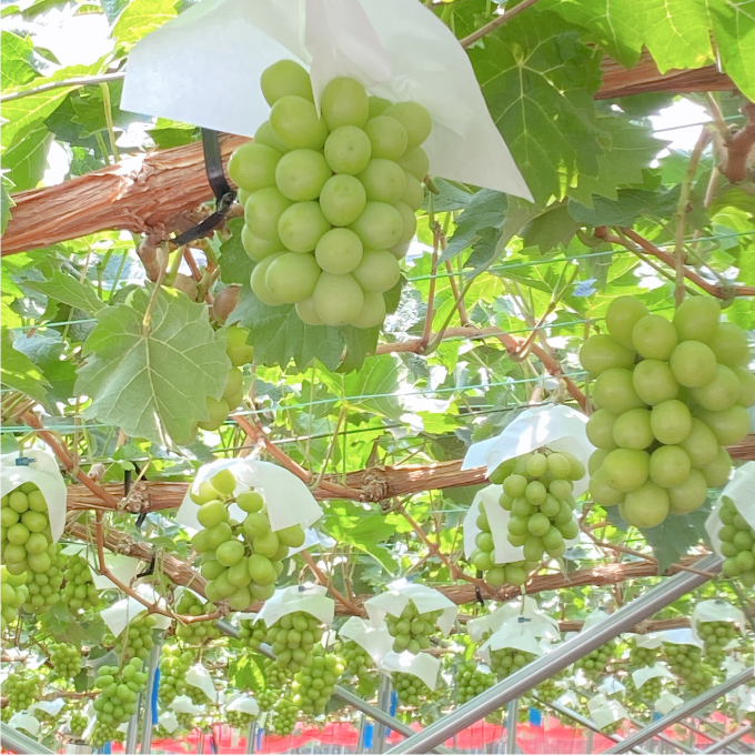 2026年 先行先行予約【2回定期便】シャインマスカット晴王1房 約650g 岡山県産 種無し 皮ごと食べる みずみずしい 甘い フレッシュ 瀬戸内 晴れの国 おかやま 果物大国 ハレノフルーツ9月10月お届け 