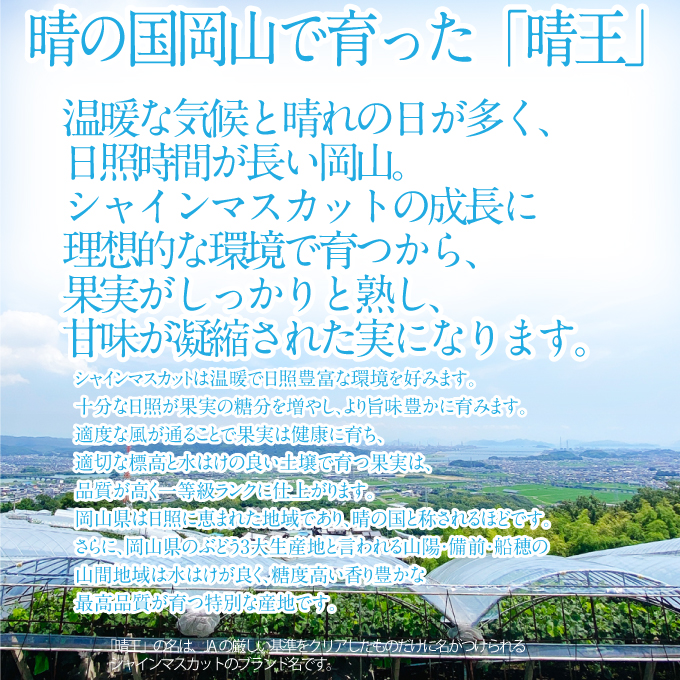 2026年 先行先行予約【2回定期便】シャインマスカット晴王1房 約700g 岡山県産 種無し 皮ごと食べる みずみずしい 甘い フレッシュ 瀬戸内 晴れの国 おかやま 果物大国 ハレノフルーツ9月10月お届け 