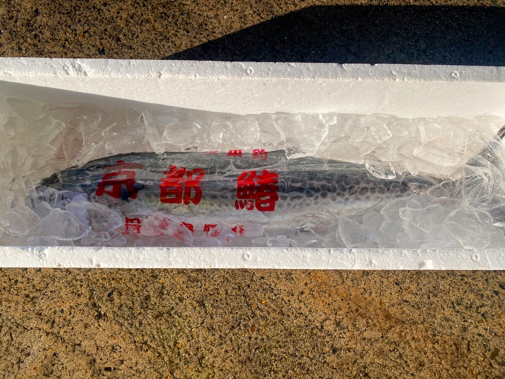 一本釣「特選船上活〆サワラ」京都宮津