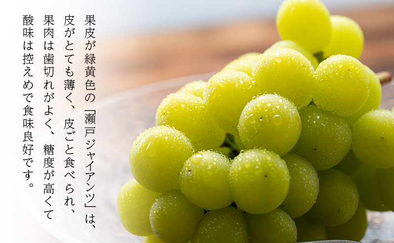 ぶどう 2026年 先行予約 瀬戸ジャイアンツ 3房(合計2kg以上) ブドウ 葡萄 岡山県産 国産 フルーツ 果物 ギフト 河本農園