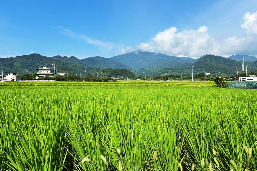 神奈川県伊勢原市のふるさと納税 新米 令和7年産 伊勢原の米「はるみ」10kg (5kg×2袋) 精米済｜米 お米 伊勢原 はるみ 精米 いせはらVILLAGE [0716]