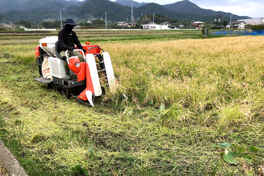 神奈川県伊勢原市のふるさと納税 新米 令和7年産 伊勢原の米「はるみ」10kg (5kg×2袋) 精米済｜米 お米 伊勢原 はるみ 精米 いせはらVILLAGE [0716]