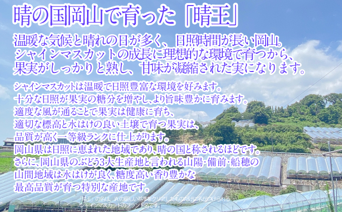 2026年予約受付中【3回定期便】シャインマスカット晴王 1房 約600g 7月8月9月に出荷 人気 岡山県産 種無し 皮ごと食べる みずみずしい   おかやま 果物大国 ハレノフルーツ