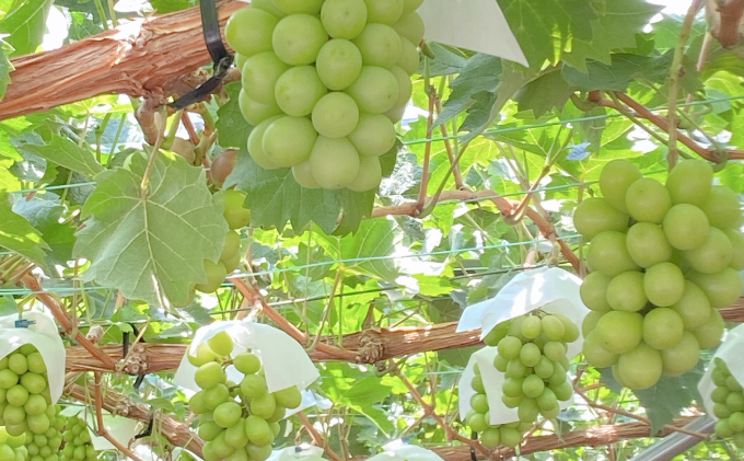 2026年予約受付中【2回定期便】シャインマスカット晴王2房 約1.4kg 7月8月に出荷 人気 岡山県産 種無し 皮ごと食べる みずみずしい  フレッシュ 晴れの国 おかやま 果物大国 ハレノフルーツ