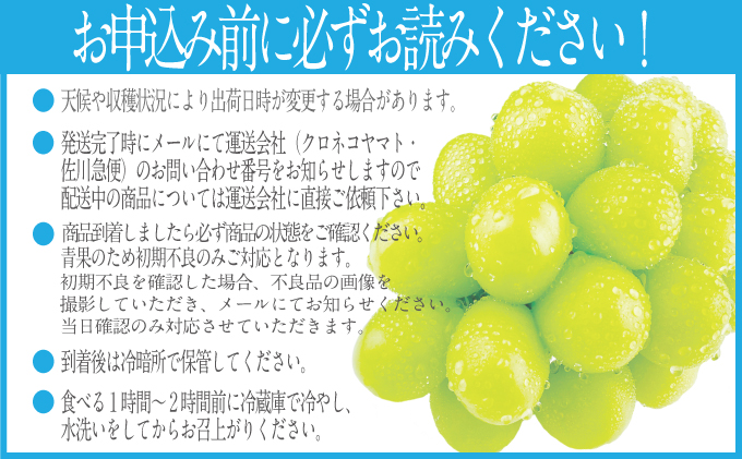 2026年 先行予約受付中【2回定期便】シャインマスカット晴王1房 約650g×2回 岡山県産 種無し 皮ごと食べる みずみずしい 甘い フレッシュ 瀬戸内 晴れの国 おかやま 果物大国 ハレノフルーツ