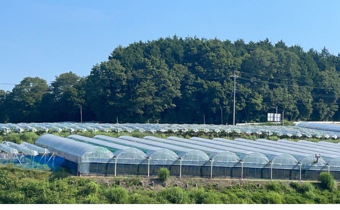 訳あり 瀬戸ジャイアンツ 2房 合計1.0kg以上 産地直送 朝採れ ぶどう 葡萄 岡山 Kawahara Green Farm 岡山県産 2026年 