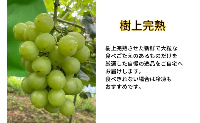 訳あり 瀬戸ジャイアンツ 2房 合計1.0kg以上 産地直送 朝採れ ぶどう 葡萄 岡山 Kawahara Green Farm 岡山県産 2026年 