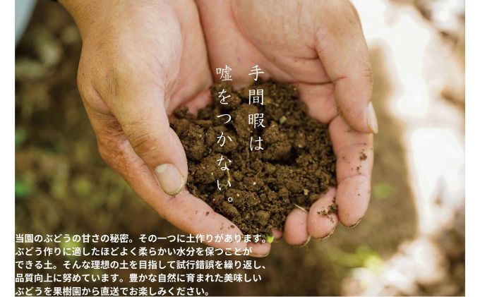 訳あり クイーンニーナ 2～3房 合計1.1kg以上 産地直送 朝採れ ぶどう 葡萄 岡山 Kawahara Green Farm 岡山県産 2026年 