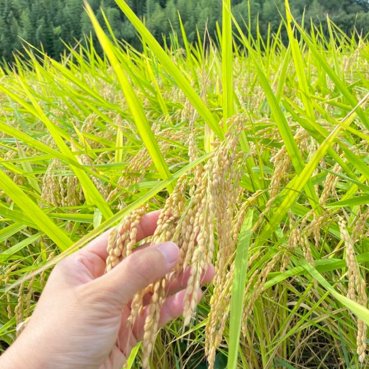 【2026年9月下旬より順次発送】★新米★R8年産 かすみ米 5kg(白米または玄米)【茨城県共通返礼品/潮来市】｜米 お米 新米 こめ かすみ米 5kg 白米 玄米 共通返礼品 茨城県共通返礼品 数量限定 先行予約 人気 送料無料(BI-88)