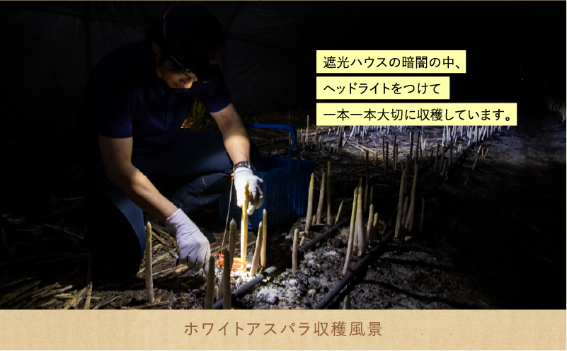 北海道上富良野町のふるさと納税 先行予約 【 2026年 発送 ！】 北海道 上富良野産 ホワイトアスパラガス 3L サイズ 400g アスパラ ホワイト アスパラガス 上富良野町 令和7年発送 野菜 やさい