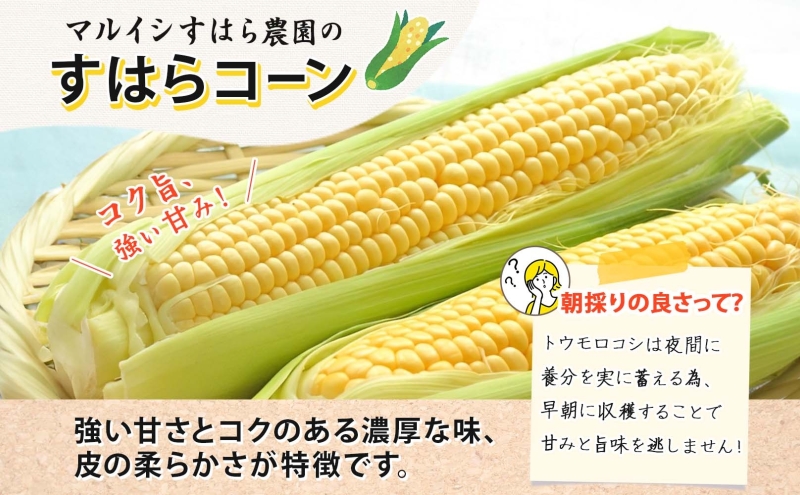 朝採り野菜  とうもろこし 朝採りとうもろこし【4本入り送料込み】 | 野菜/とうもろこし