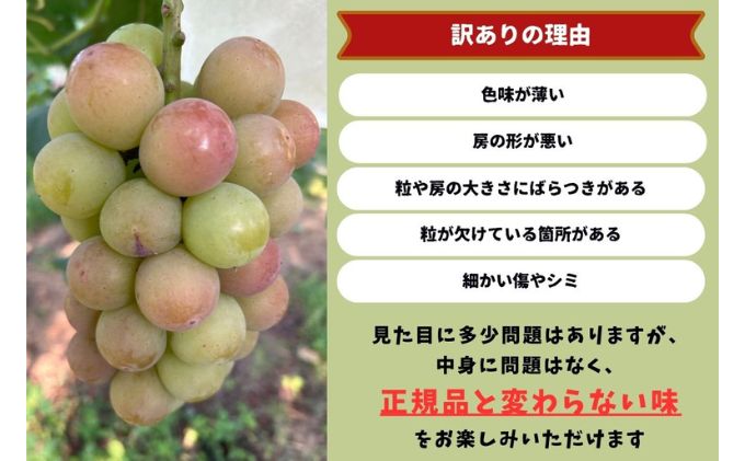 訳あり 悟紅玉 旧ゴルビー 2～3房 合計1.2kg以上 産地直送 朝採れ ぶどう 葡萄 岡山 Kawahara Green Farm 岡山県産 2026年 