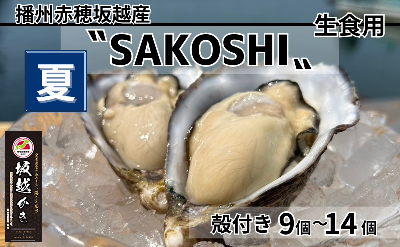 amazon牡蠣 SAKOSHI 生食用 殻付き 9個〜14個 牡蠣ナイフ付き [ 坂越かき プレミアム 生牡蠣 夏牡蠣 かき カキ 三倍体 ]
