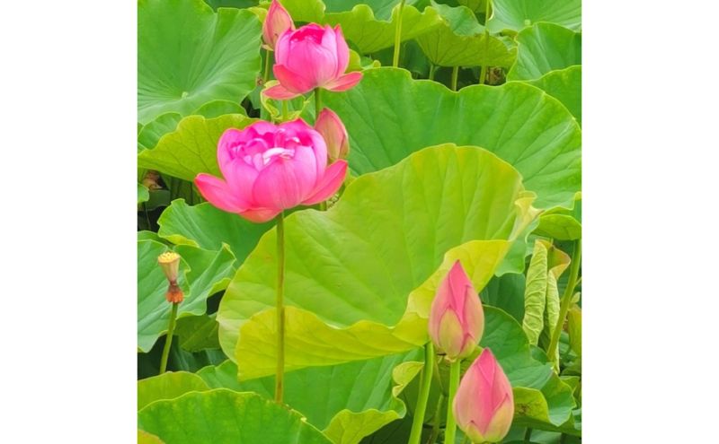 北国の誠蓮 滝川市産 ハスのお花の香り 芳香蒸留水のルームスプレー 40ml スプレー 蓮 ハス はす 花 芳香 部屋 ギフト プレゼント 母の日 贈答用 送料無料 北海道 滝川市