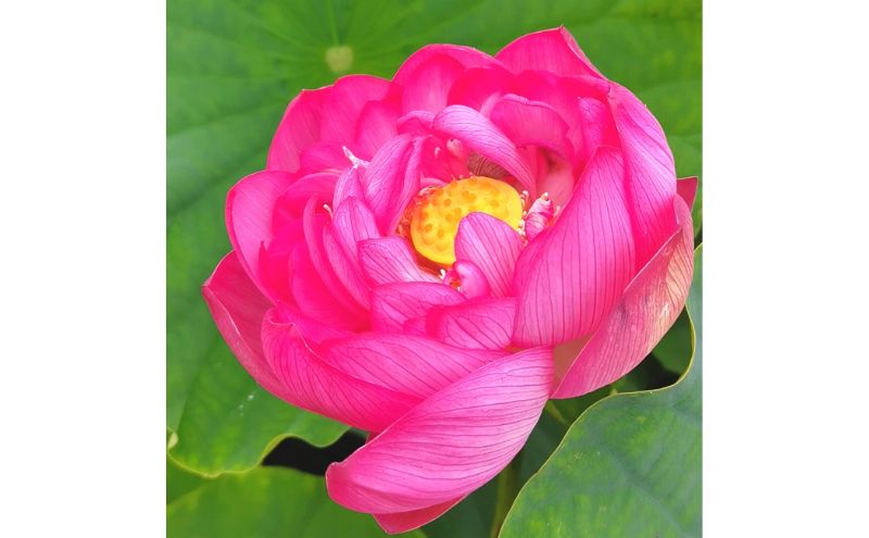 北国の誠蓮 滝川市産 ハスのお花の香り 芳香蒸留水のルームスプレー 40ml スプレー 蓮 ハス はす 花 芳香 部屋 ギフト プレゼント 母の日 贈答用 送料無料 北海道 滝川市