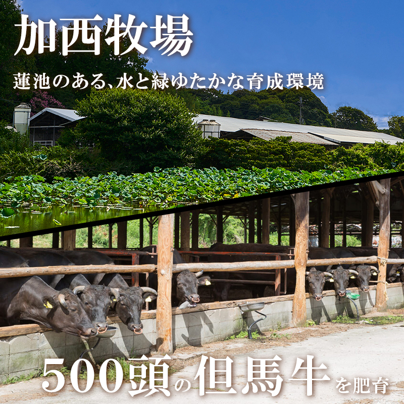 期間限定寄附額 神戸牛カレー 2缶 缶詰 神戸牛 インスタントカレー レトルトカレー 防災食 年内配送 within2025