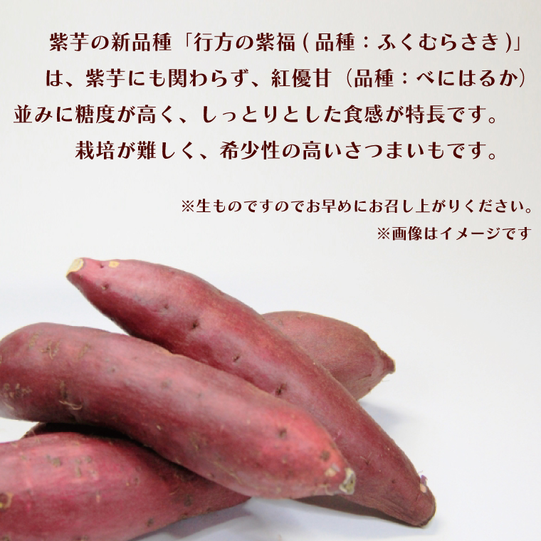 【2026年2月より順次発送】【訳あり】行方かんしょ「行方の紫福」さつまいも約10kg（洗い・不揃い・C品）｜さつまいも サツマイモ さつま芋 お芋 行方の紫福 訳あり わけあり 訳アリ 行方かんしょ 茨城県 行方市(AE-113)
