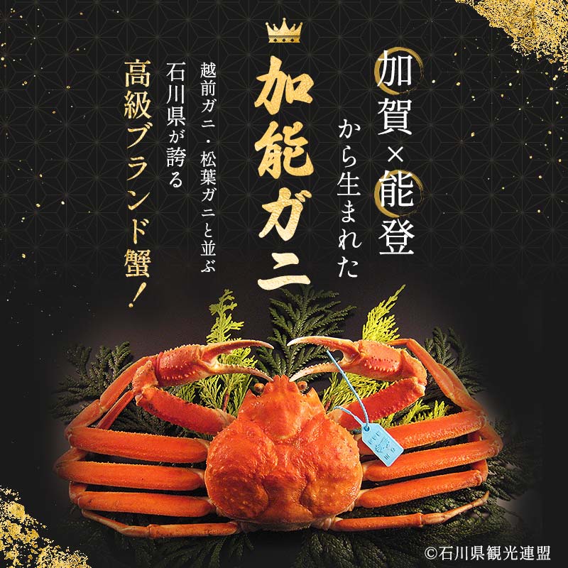 【先行予約】【冷蔵発送】朝茹で加能ガニ（姿1杯）2025年11月上旬以降発送 カニ 朝ゆで 加能蟹 かのうがに 姿 ボイル 蟹 ズワイガニのオス 贈り物 ギフト ご当地 グルメ 海の幸 海産物 食品 F6P-3050