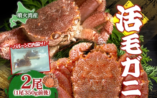 【北海道洞爺湖町】先行受付 北海道 噴火湾産 活毛がに 350g前後×2尾 2026年6月下旬〜7月上旬お届け 北海道産 旬 新鮮 毛がに かに カニ 蟹 毛ガニ 毛蟹 カニ味噌 天然 噴火湾 産地直送 お取り寄せ 冷蔵 洞爺湖町