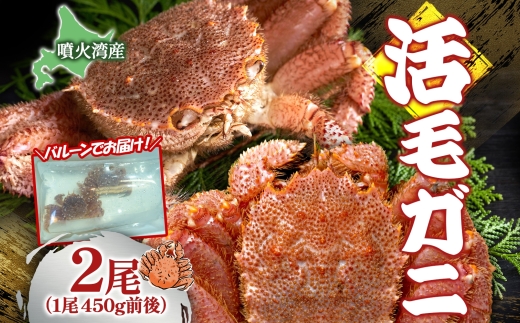  先行受付 北海道 噴火湾産 活毛がに 450g前後×2尾  2026年6月下旬～7月上旬お届け 北海道産 旬 新鮮 毛がに かに カニ 蟹 毛ガニ 毛蟹 カニ味噌 天然 噴火湾 産地直送 お取り寄せ 冷蔵 洞爺湖町 