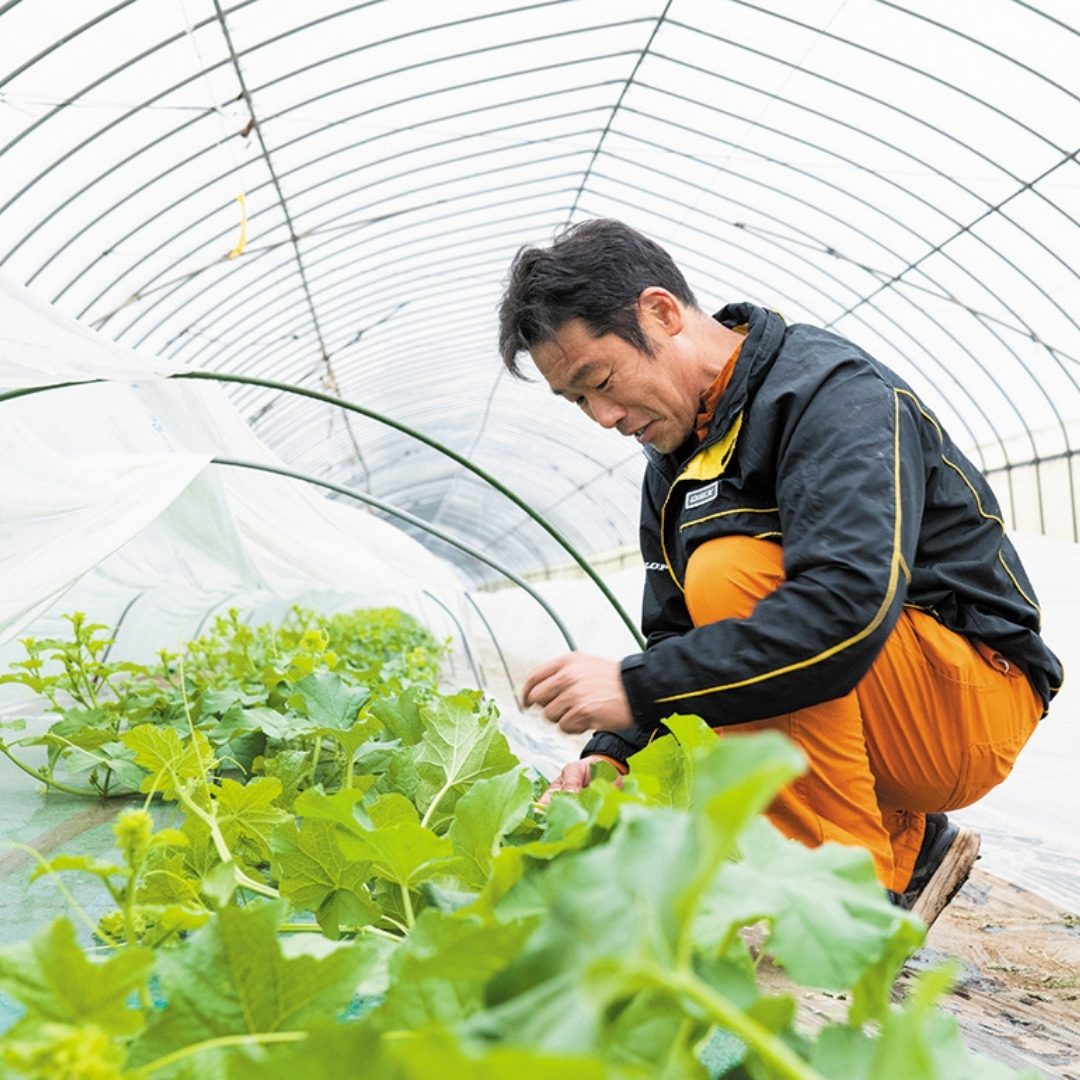 茨城県八千代町のふるさと納税 【先行予約 2026年6月中旬発送】  タカミメロン 秀品 1箱 2玉入り 期間限定 産地直送 果物 フルーツ メロン 青肉 甘い[AV010ya]