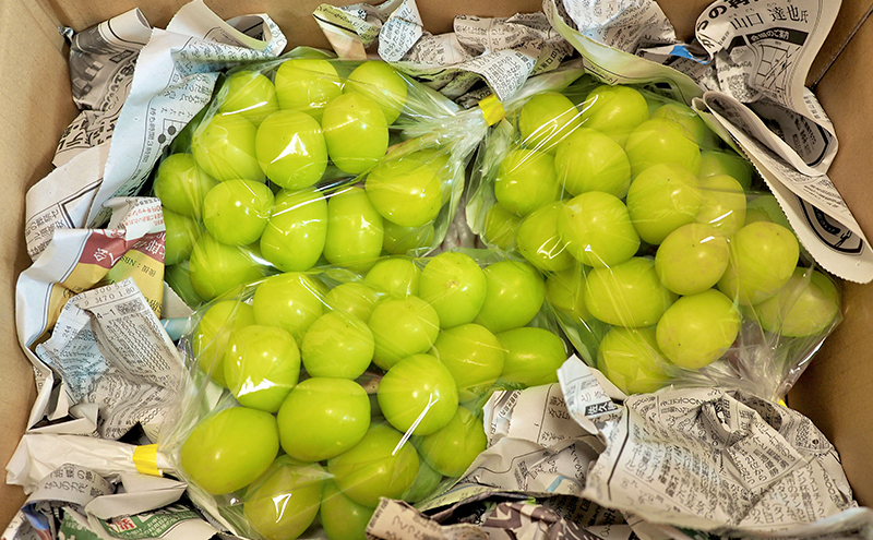 【先行予約／2026年10月発送】シャインマスカット約2kg 3～4房 重量保証 信州 小諸 果物 フルーツ ぶどう ブドウ 種無し 甘い 完熟 季節限定 贈答用 大粒 産地直送 新鮮 お取り寄せ こだわり ギフト