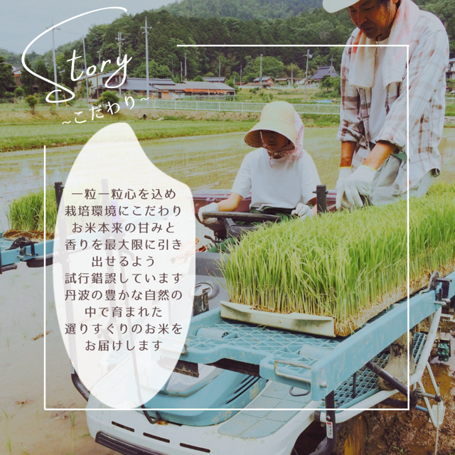 令和7年産予約 京都丹波産 キヌヒカリ 5kg 白米