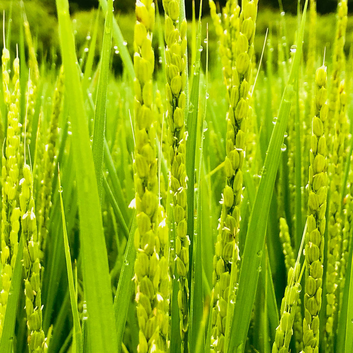 こだわりすぎたお米！自然栽培・天日干しの京都旭一号 白米5kg 栽培期間中農薬不使用米 無肥料米 栽培期間中化学使用不使用 希少品種 京都丹波地域 南丹市産 うるち米 白米 米 お米