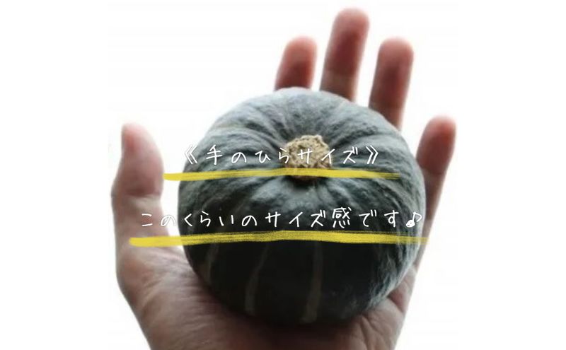 【2026年10月より順次発送】北海道富良野産かぼちゃ「坊ちゃん」5kg　※手のひらサイズが好評です！