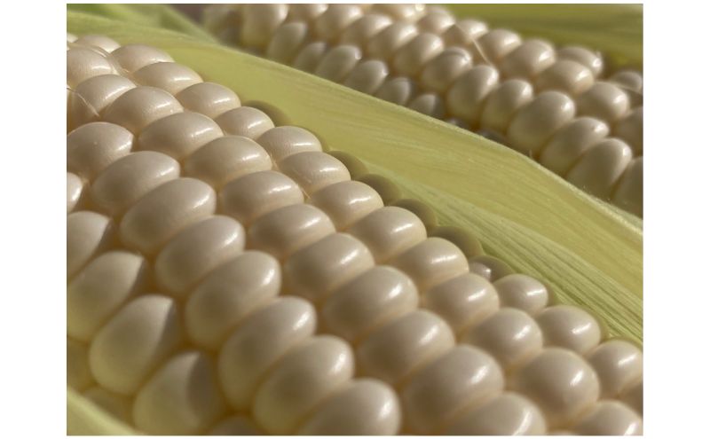 【2026年9月より順次発送】北海道富良野産白い"とうもろこし"「ホワイトショコラ」　特大12本（約5kg）