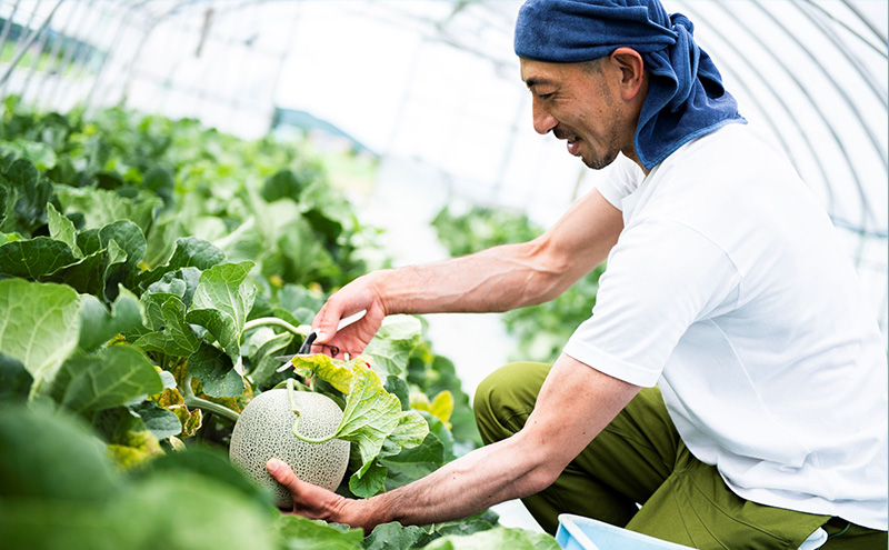 【2026年7月より順次発送】ふらのメロン「陽 ～HARU～」 赤肉＆青肉 食べ比べセット（各1玉 合計2玉：4kg以上）